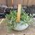 Othonna Capensis Ruby Necklace Succulent Plant, Upcycled Tea Set 7 thumbnail