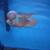 Flowerhorn 4 thumbnail