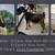 Nigerian Dwarf Does, Super Bundle Sale! 1 thumbnail