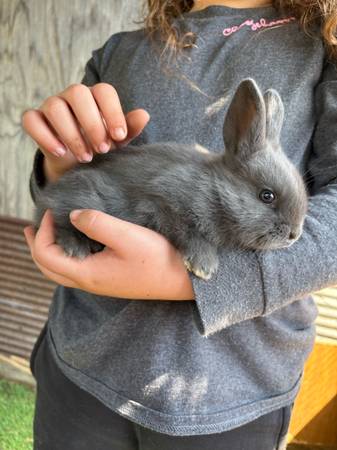 Bunnies for sale (Salisbury)63872576269571123