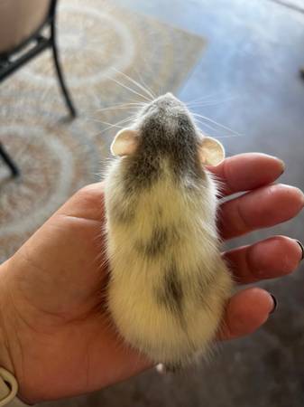 ¡Ratas bebé Dumbo PET! (93292)63873028841987124