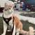 cat 1 thumbnail