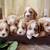 Coker spaniel 3 thumbnail
