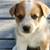 Aussie&Cattle Dog Mix DISCOUNT LAST PUPPY 3 thumbnail