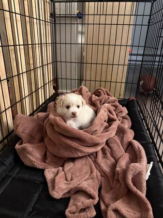 Pomchi chihuahua mix (auburn)64314917692418120