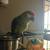 Red-crowned amazon parrot 2 thumbnail