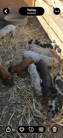 Piglets 1