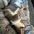 Two bonded kittens 1 thumbnail