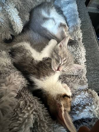 Two bonded kittens 1