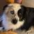 Dog Stolen from Vons 1 thumbnail