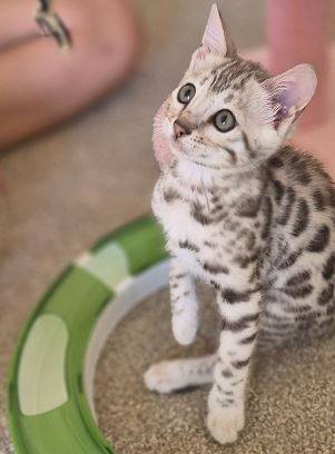 AdoptionBengalKitty 1