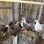 Bantams 11 thumbnail