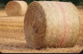Alfalfa hay 1