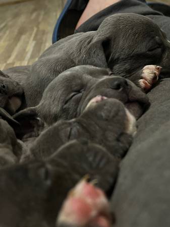 Rehoming pocket blue nose puppies 5wk63622370896387123