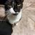 Cats 2 thumbnail