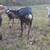 Goats 3 thumbnail