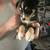 Heeler puppies in Portales, NM 1 thumbnail