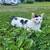 Farm cats 3 thumbnail