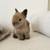Bunny 3 thumbnail