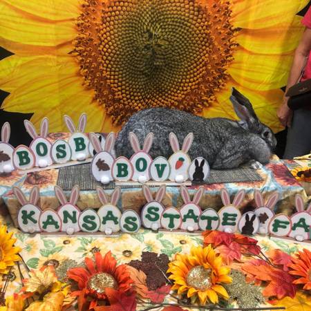 pedigreed Flemish giants rabbits 1