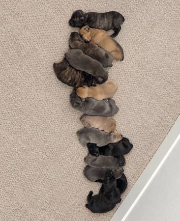 Cane Corso pups for adoption 1