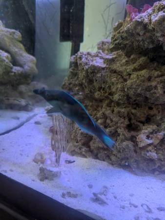 Male bird wrasse fish - $50 (Kempsville Virginia Beach)63882831285249121