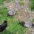 Hens 16 thumbnail