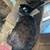 Rex breeding pair 3 thumbnail