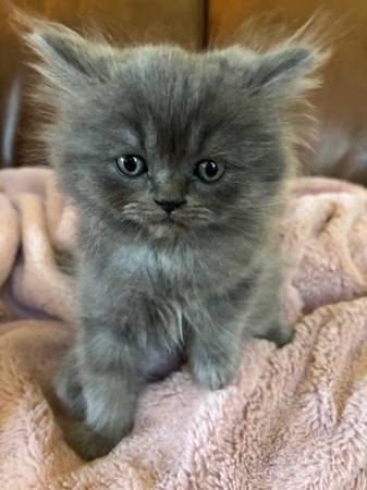 Four gorgeous, rare Persian-Ragdoll kittens (Cypress)63906835242243122