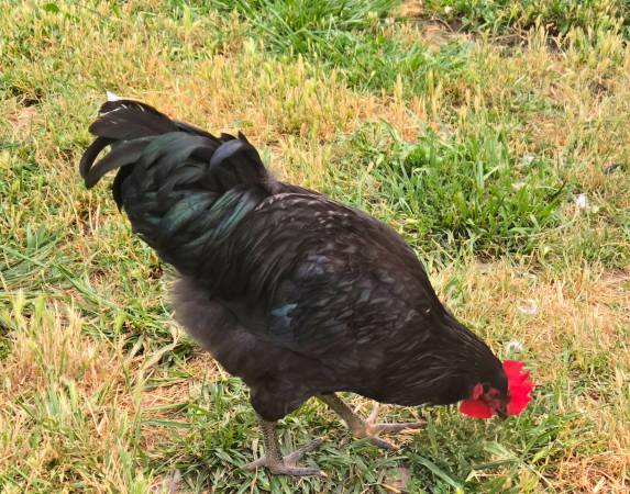 Rooster 1