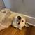 Free white german shepard to amazing home 2 thumbnail