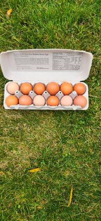 Farm Fresh Eggs 1