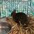Female rabbit 1 thumbnail