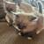 Persian Ragdoll 2 thumbnail