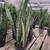 Sanseveria/snake plant 1 gallon $22 each 4 thumbnail
