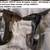 55-57 CHEVY WAGONS, REAR SEAT MOUNT- HINGES, PAIR 4 thumbnail