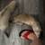 Ferrets 1 thumbnail
