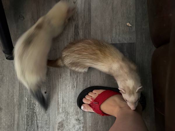 Ferrets 1