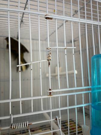 Rehoming Canaries, green singers, Mules63931429886083121