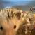 Young hedgehog for sale 3 thumbnail