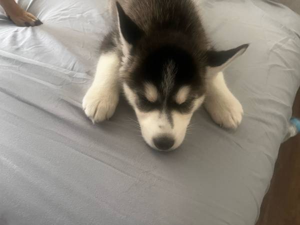 husky (Downey)63829609416323122