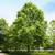 Sycamore Trees 1 thumbnail