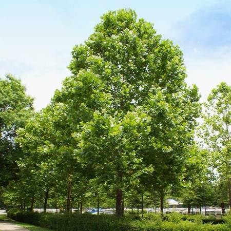 Sycamore Trees 1