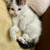 Calico kittens 1 thumbnail