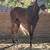 Horse árabe 8 years old 1 thumbnail