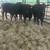 Bred angus cows 3 thumbnail