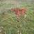 Cattle Herd 1 thumbnail