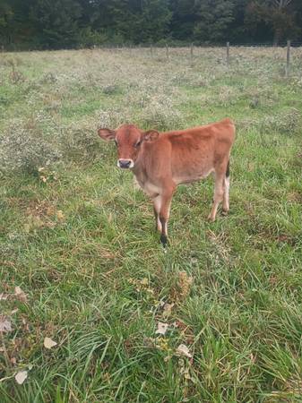 Cattle Herd 1