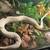 Ball python rehome 3 thumbnail