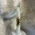 Jade Bangle Bracelet with Rope Motif Texture and Peridot Stone Accents 4 thumbnail